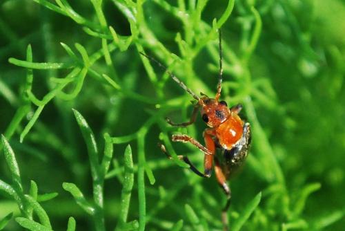 Cantharis livida